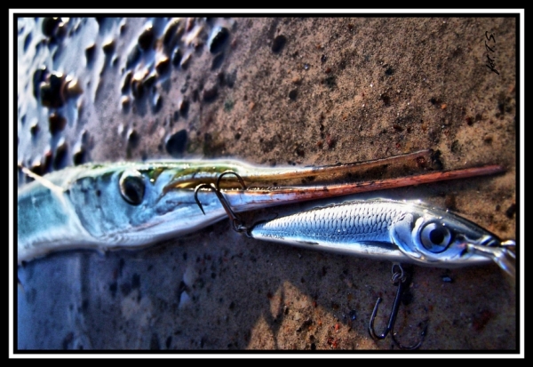 Salmo Sting