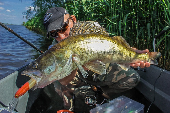 salmo