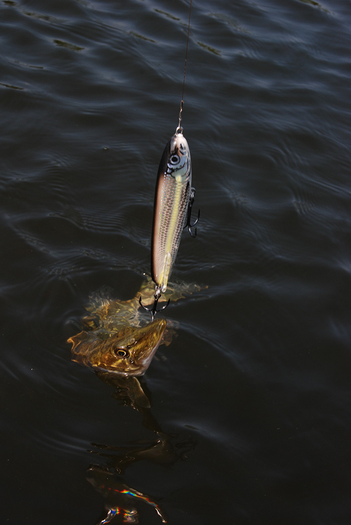 Salmo sweeper