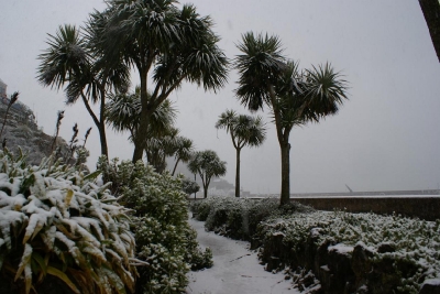 Palmy w śniegu.