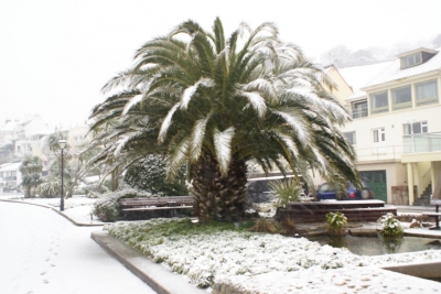 Palma w śniegu.
